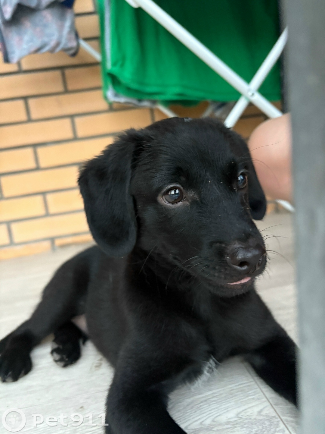 Найдена собака в Хабаровске — фото объявления