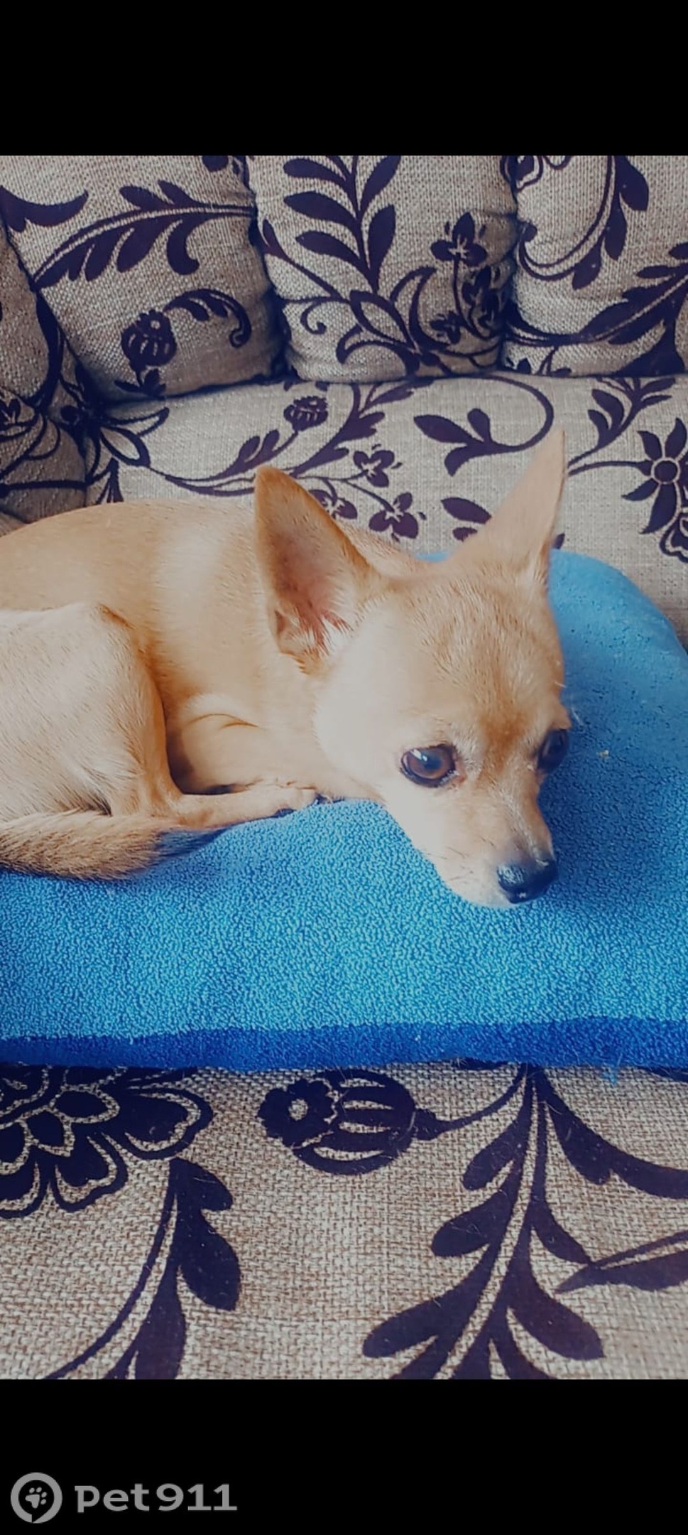 Пропала собака в Хабаровске — фото объявления