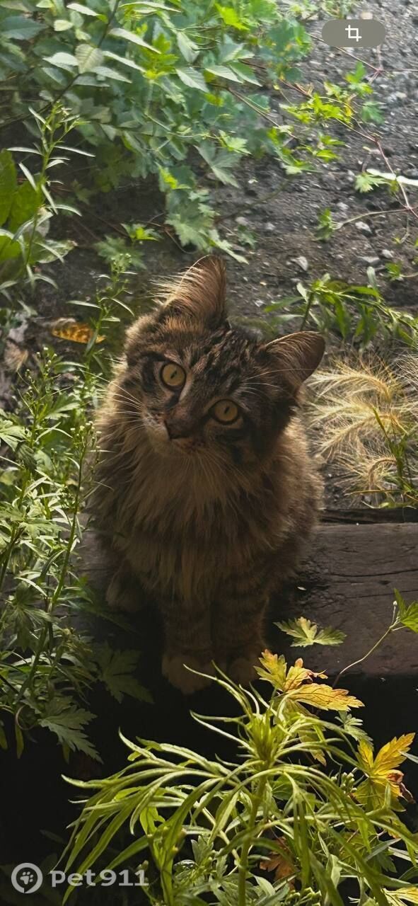 Пропала кошка в Хабаровске — фото объявления