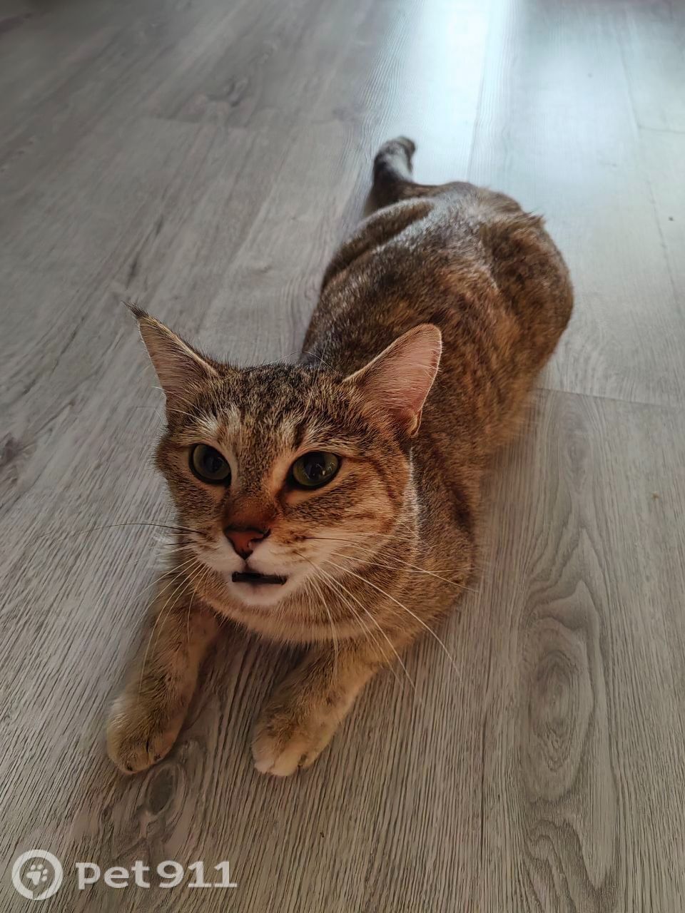 Пропала кошка в Хабаровске — фото объявления