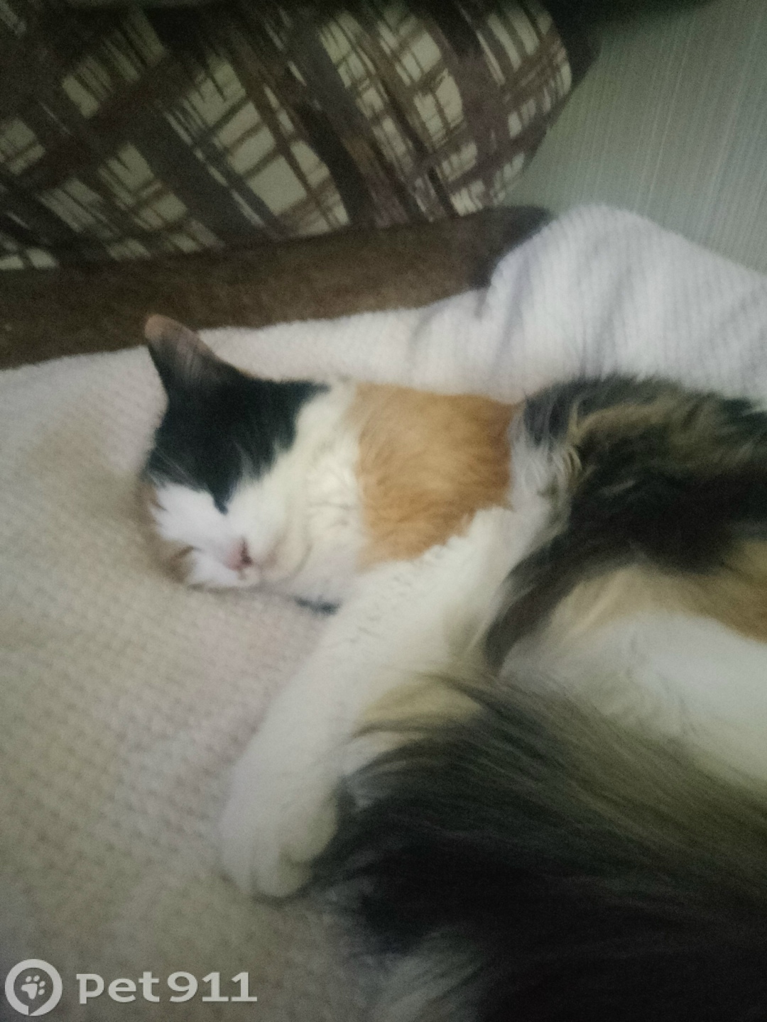 Пропала кошка в Хабаровске — фото объявления