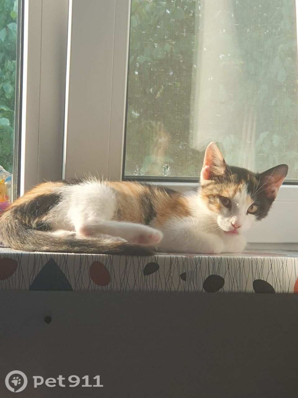 Пропала кошка в Хабаровске — фото объявления