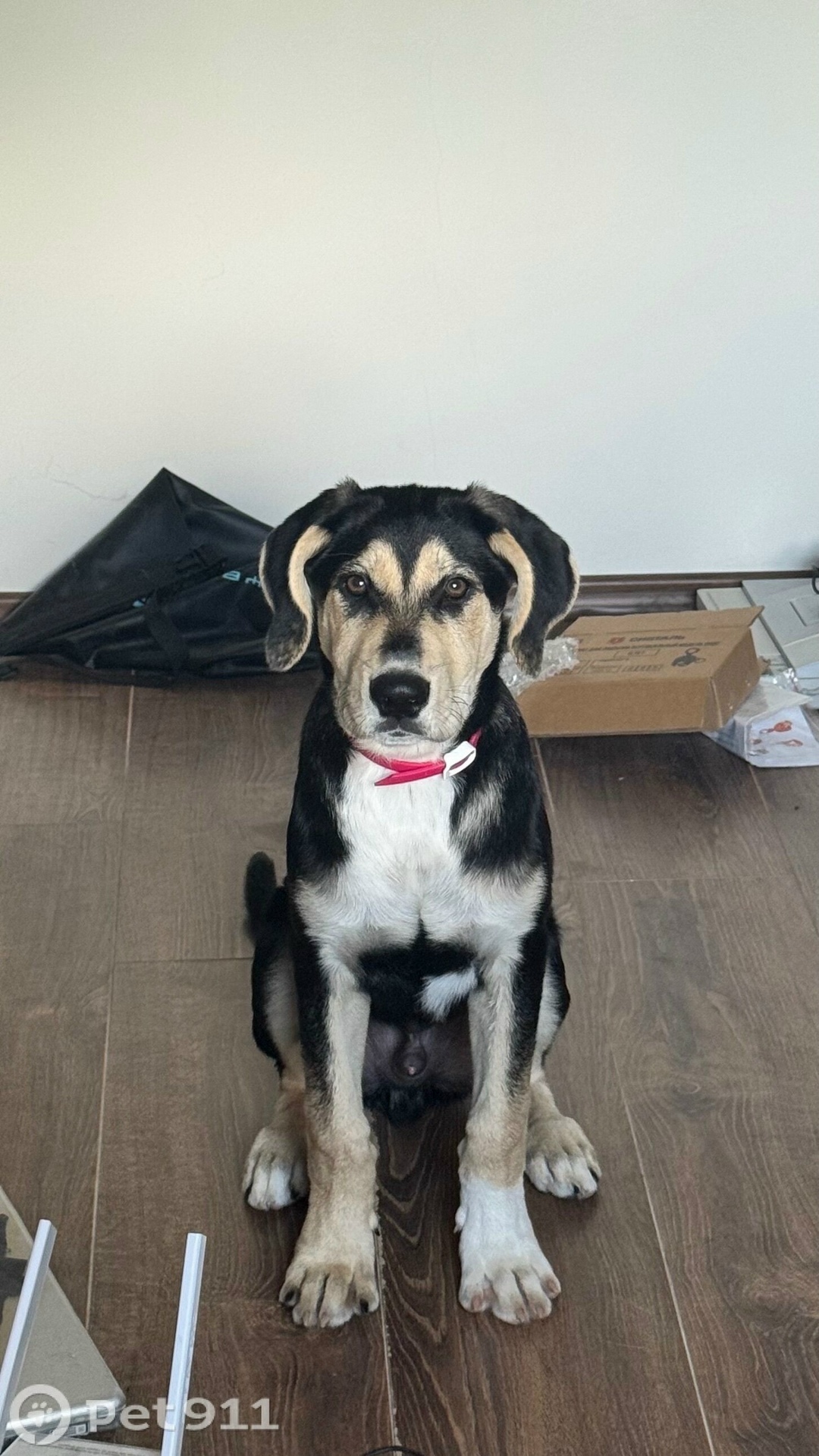 Найдена собака в Хабаровске — фото объявления