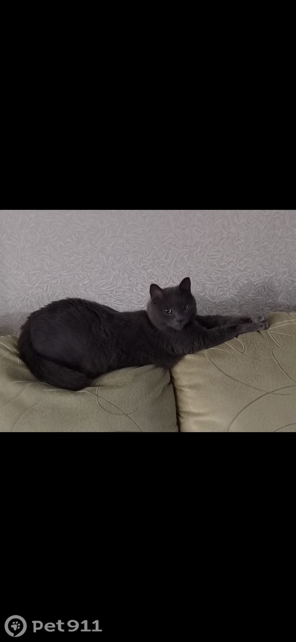 Пропала кошка в Хабаровске — фото объявления