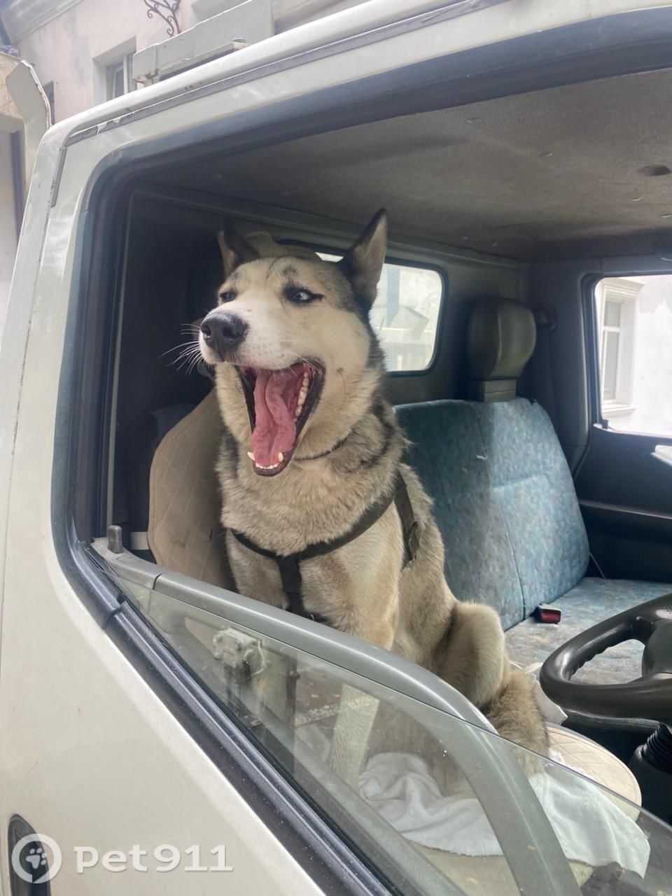 Найдена собака в Хабаровске — фото объявления