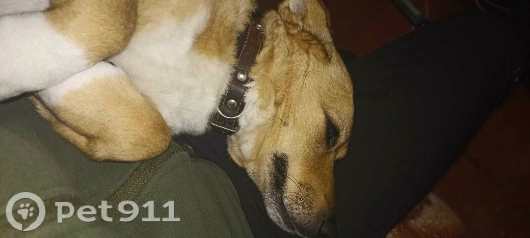 Пропала собака в Хабаровске — фото объявления