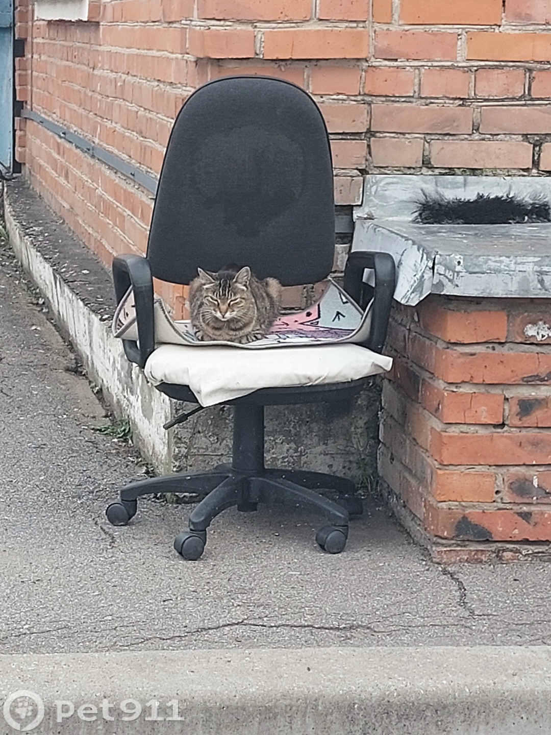 Найдена кошка в Хабаровске — фото объявления