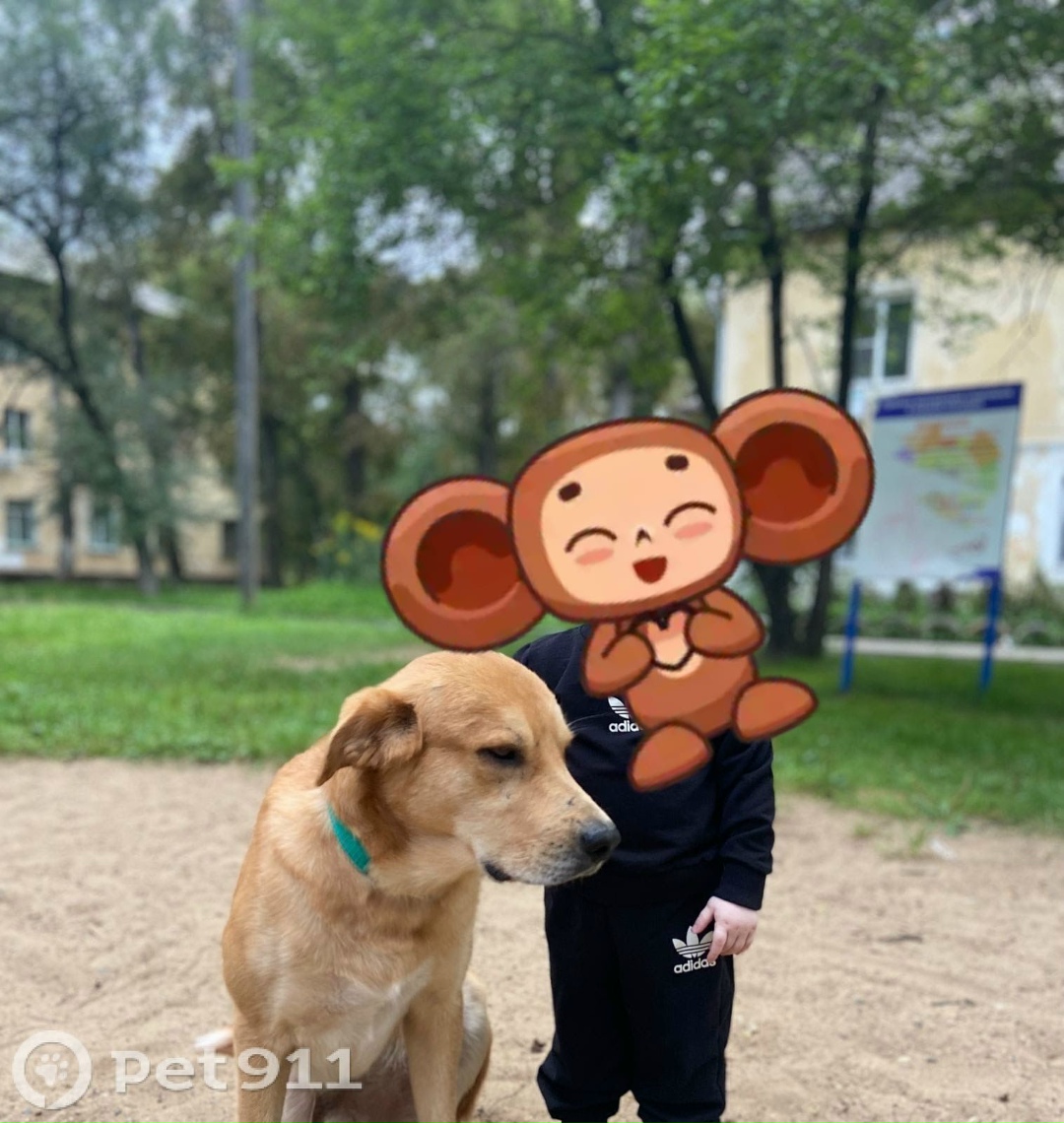 Пропала собака в Хабаровске — фото объявления