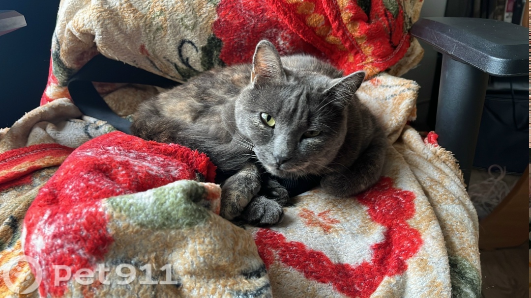 Пропала кошка в Хабаровске — фото объявления