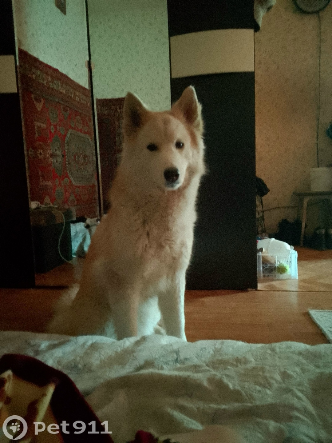 Найдена собака в Хабаровске — фото объявления