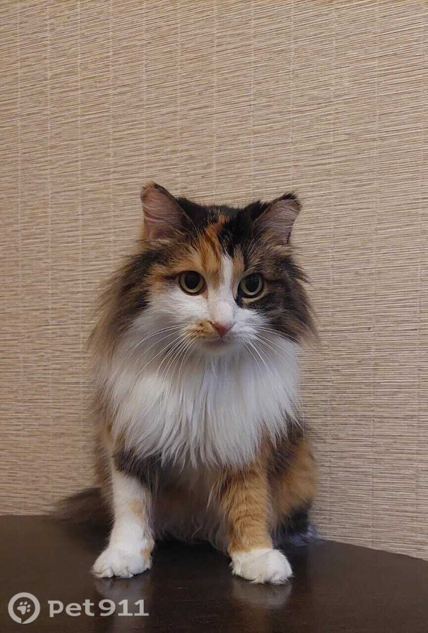 Пропала кошка в Хабаровске — фото объявления