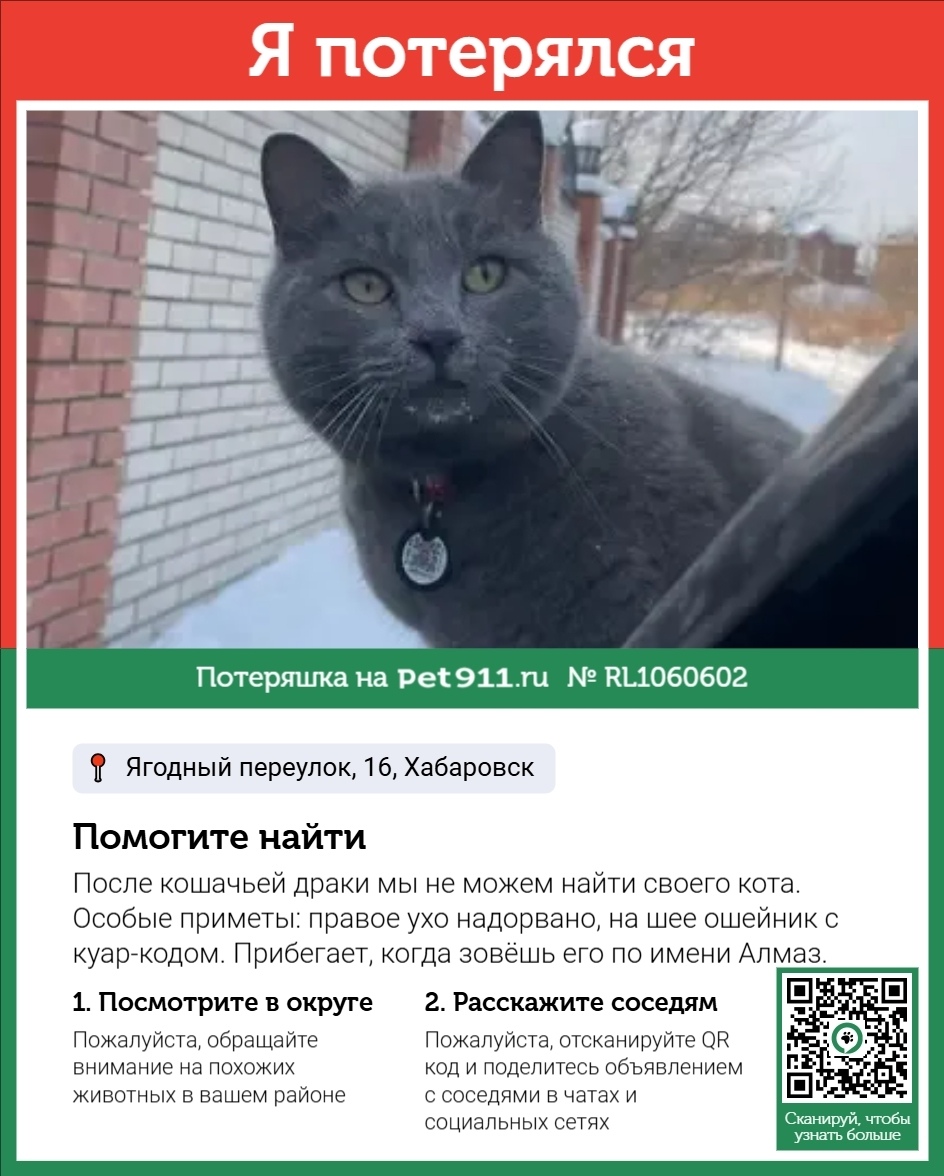 Пропала кошка в Хабаровске — фото объявления