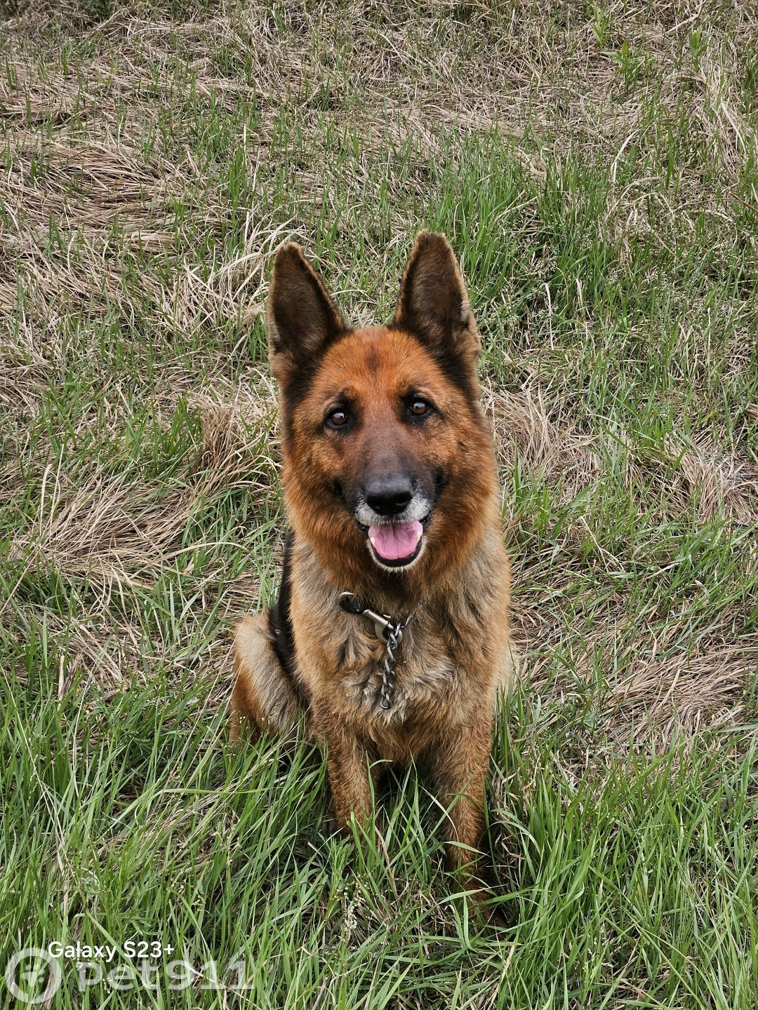 Пропала собака в Хабаровске — фото объявления