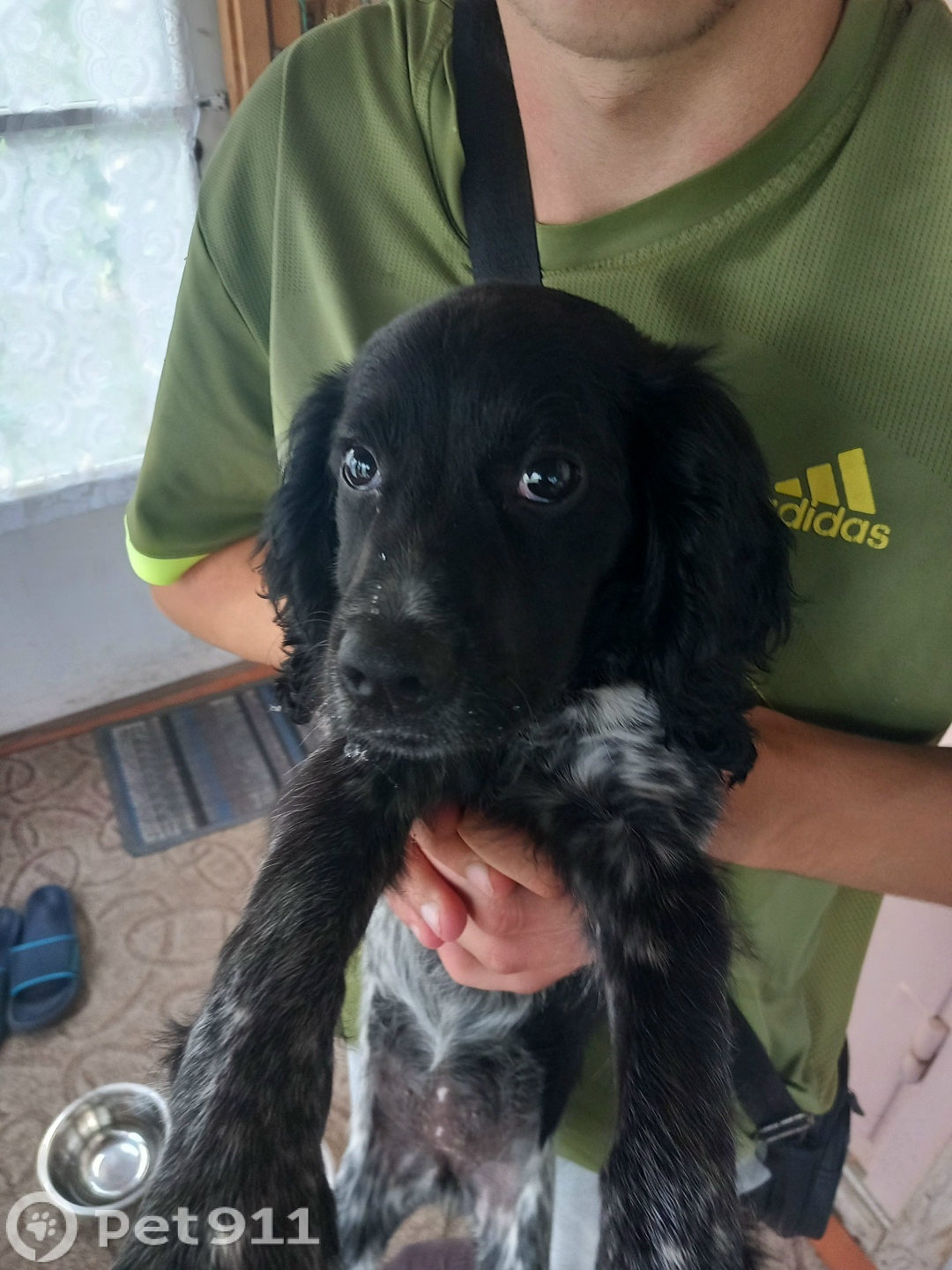 Найдена собака в Хабаровске — фото объявления