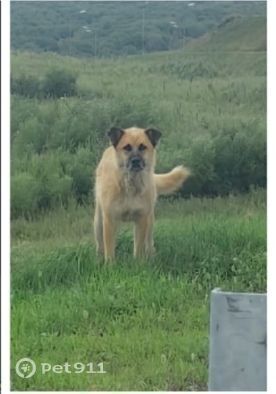 Найдена собака в Хабаровске — фото объявления