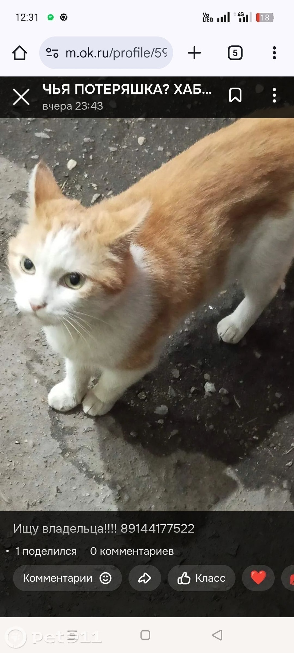 Найдена кошка в Хабаровске — фото объявления
