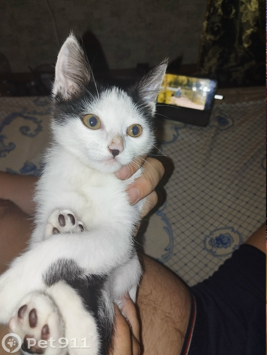 Пропала кошка в Хабаровске — фото объявления