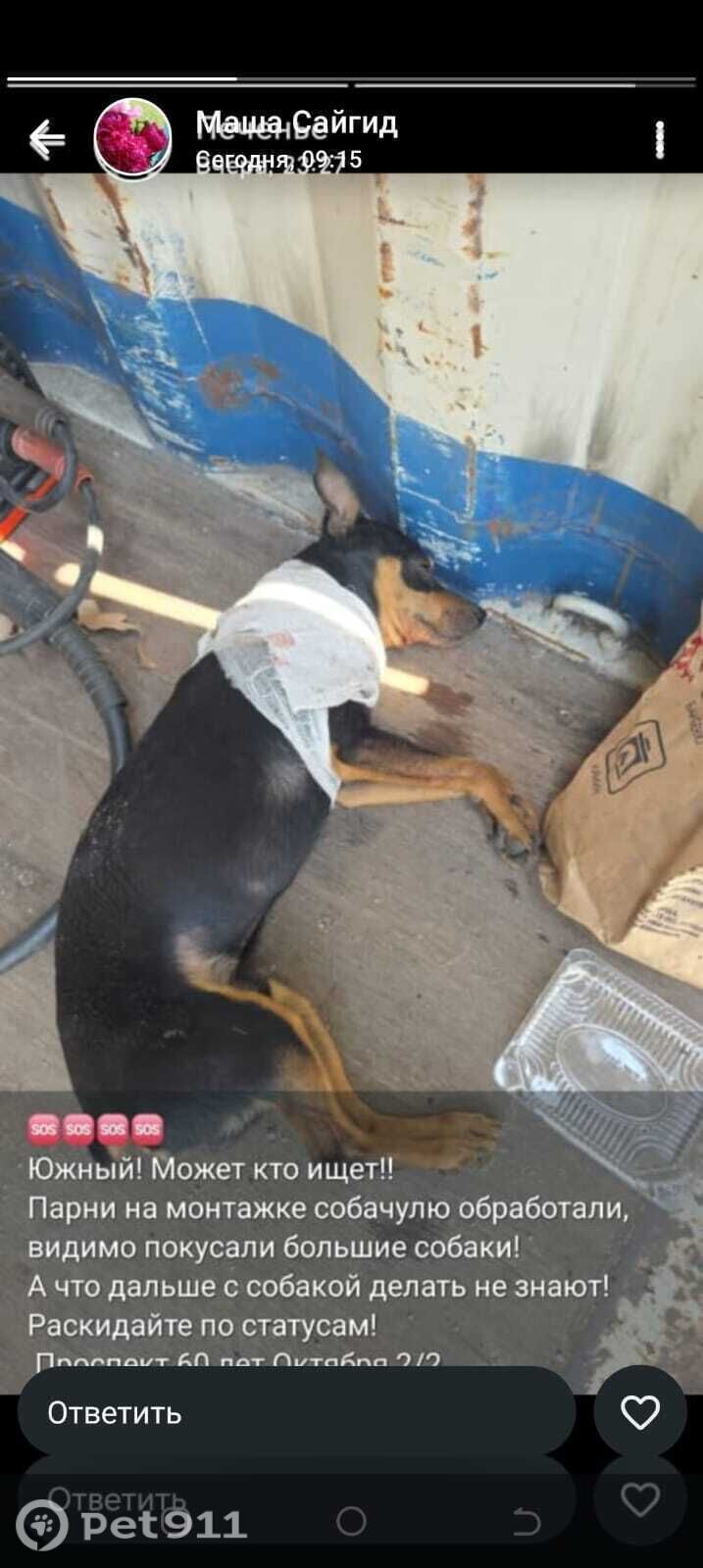 Найдена собака в Хабаровске — фото объявления