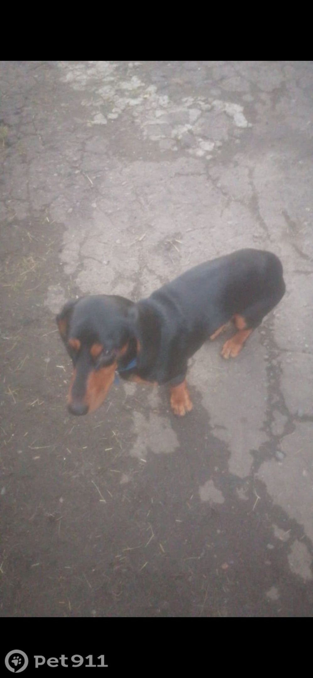 Найдена собака в Хабаровске — фото объявления