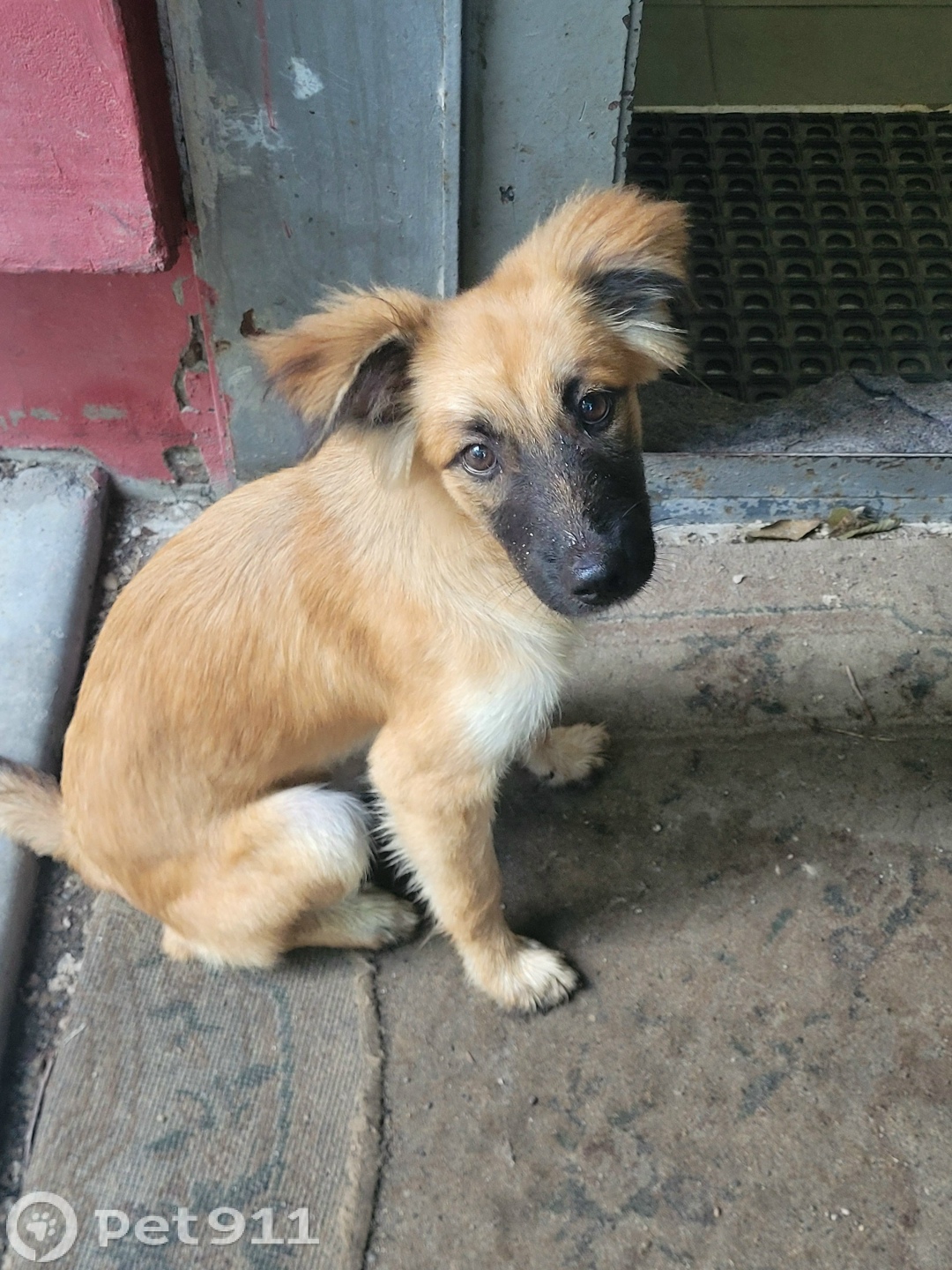 Пропала собака в Хабаровске — фото объявления
