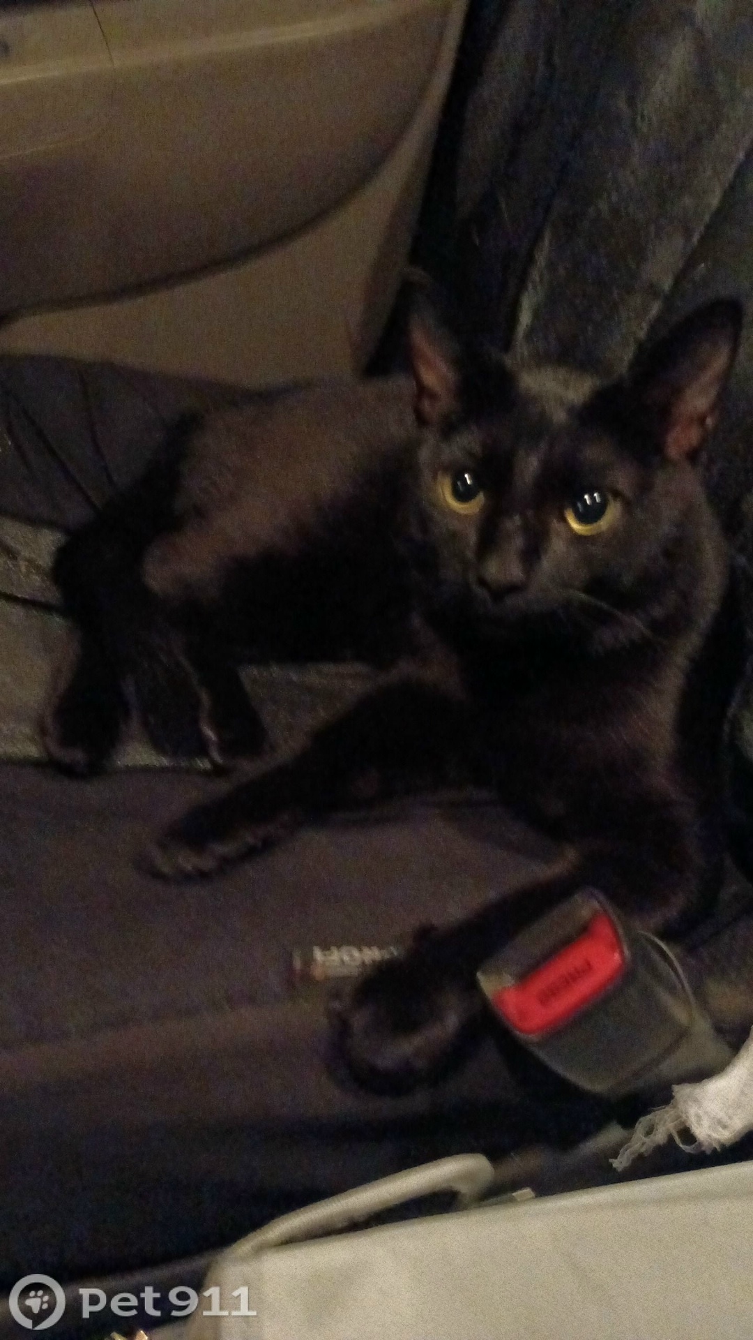 Найдена кошка в Хабаровске — фото объявления