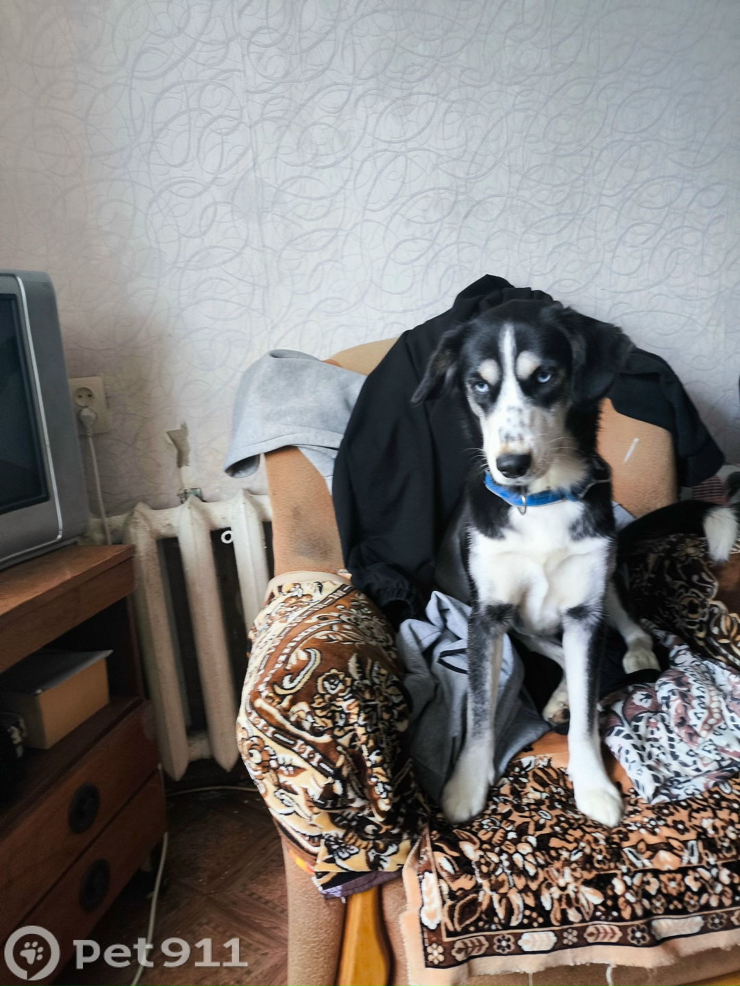 Пропала собака в Хабаровске — фото объявления
