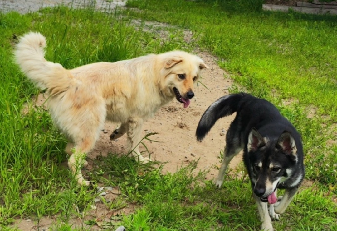 Пропала собака в Хабаровске — фото объявления