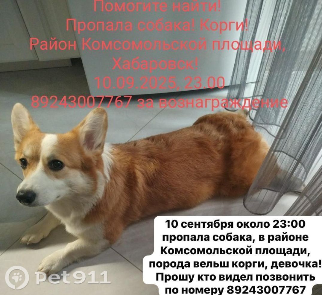 Пропала собака в Хабаровске — фото объявления