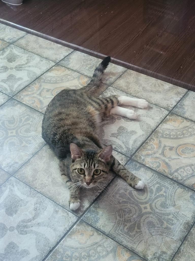 Пропала кошка в Хабаровске — фото объявления