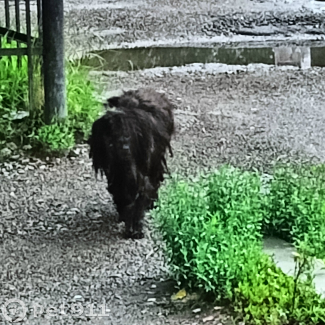 Найдена собака в Хабаровске — фото объявления
