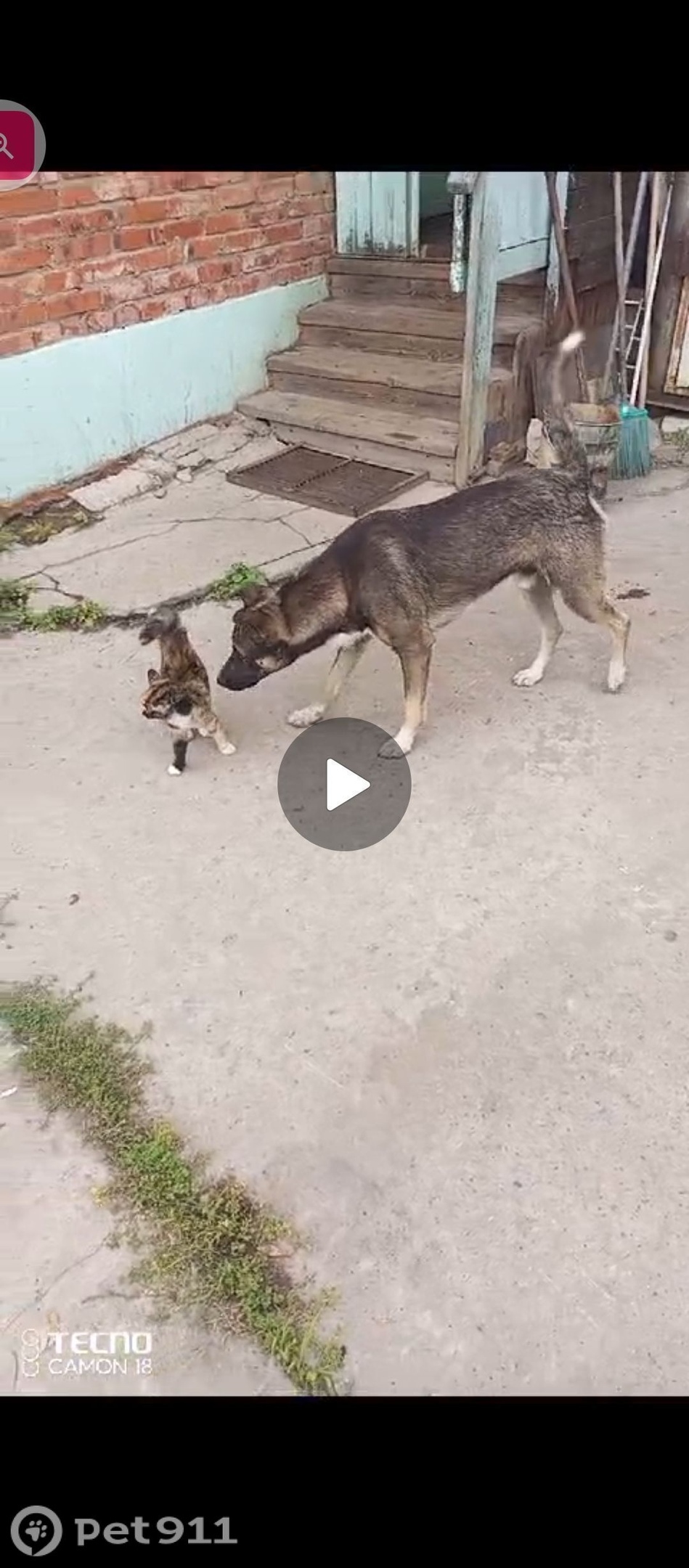 Пропала собака в Хабаровске — фото объявления