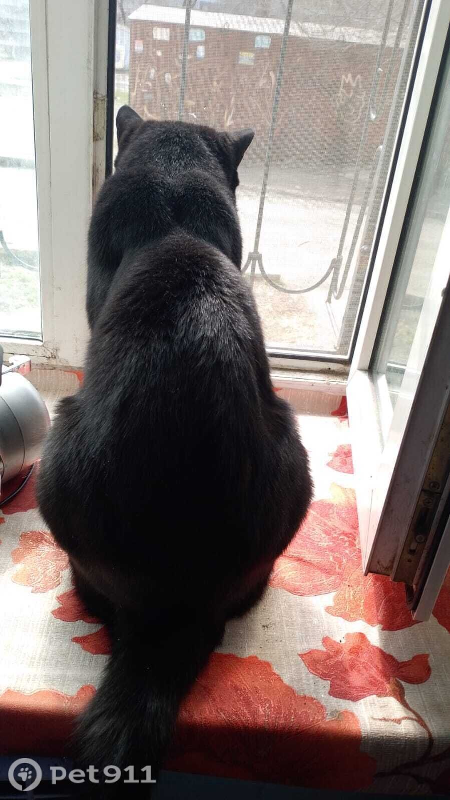 Пропала кошка в Хабаровске — фото объявления