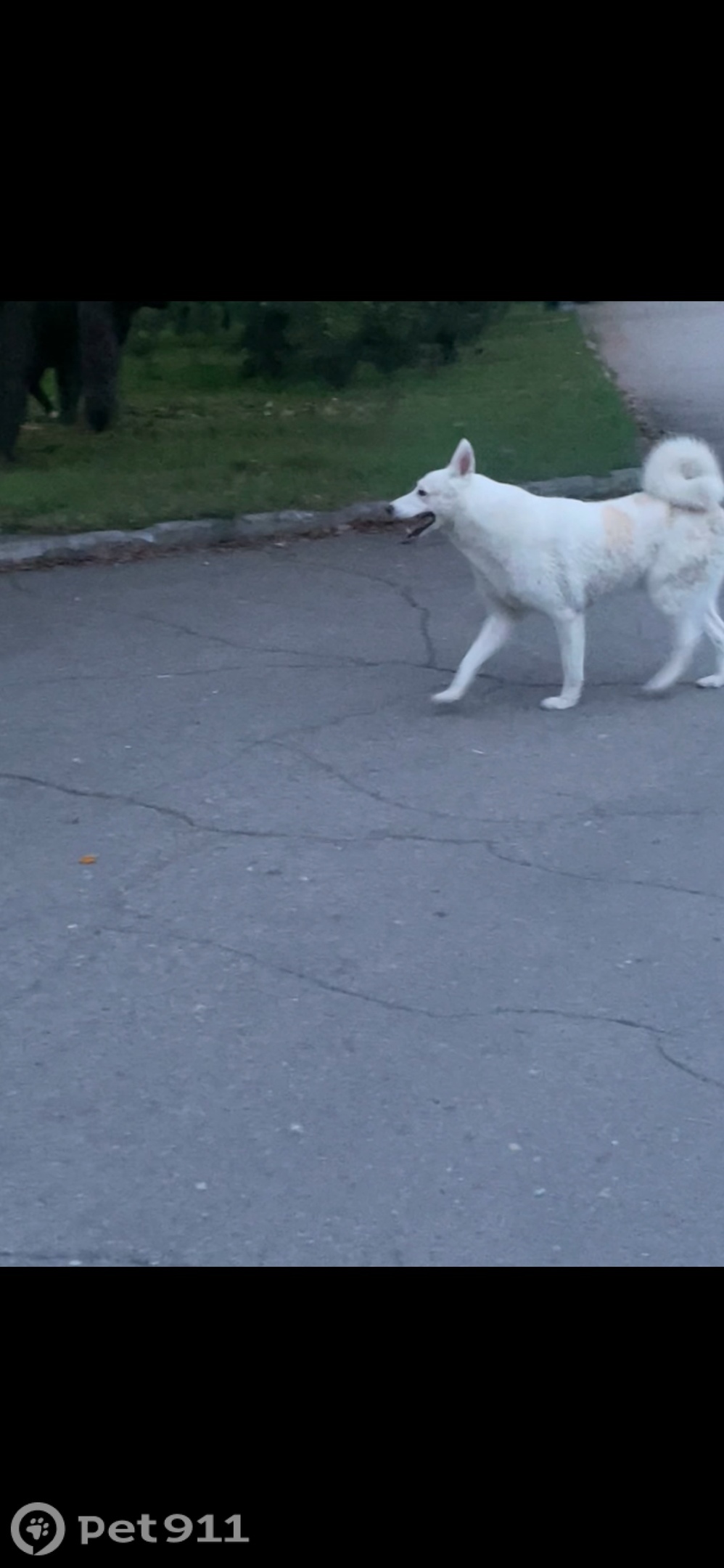 Найдена собака в Хабаровске — фото объявления