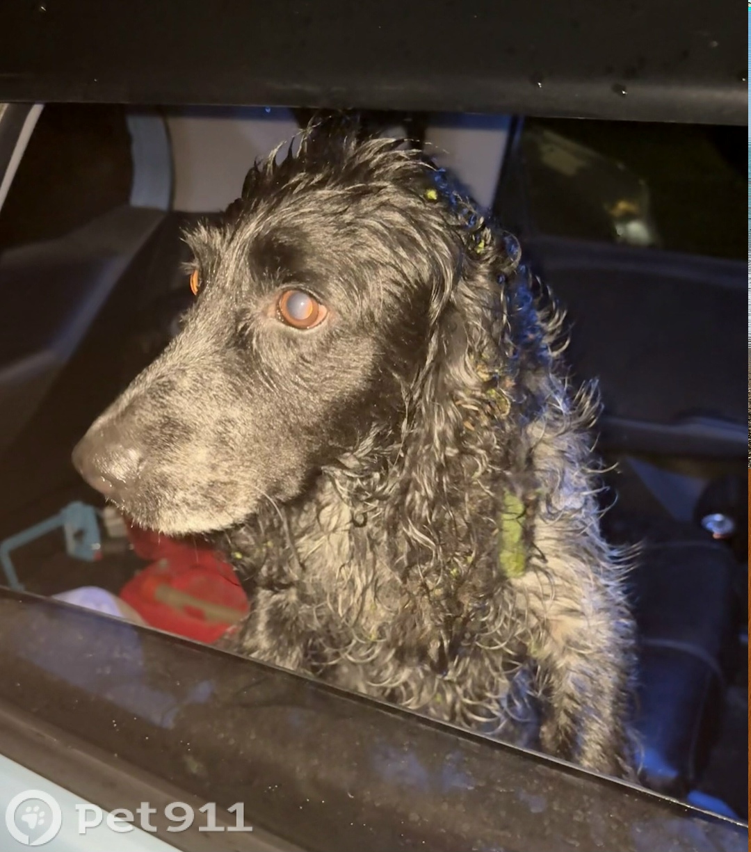 Найдена собака в Хабаровске — фото объявления