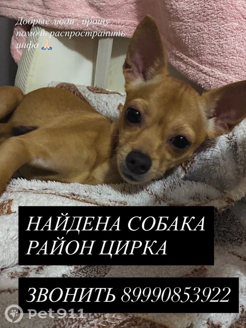 Найдена собака в Хабаровске — фото объявления