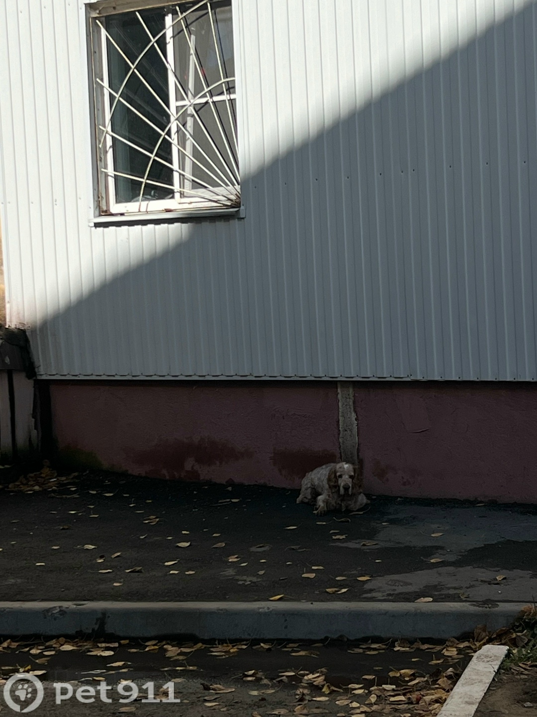 Найдена собака в Хабаровске — фото объявления