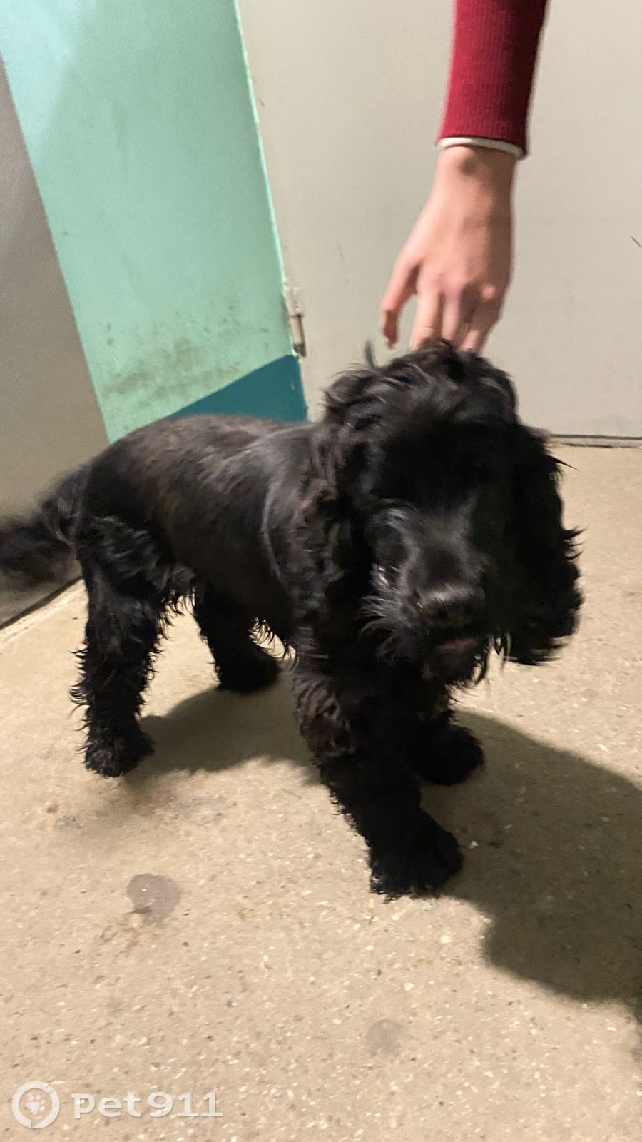 Найдена собака в Хабаровске — фото объявления