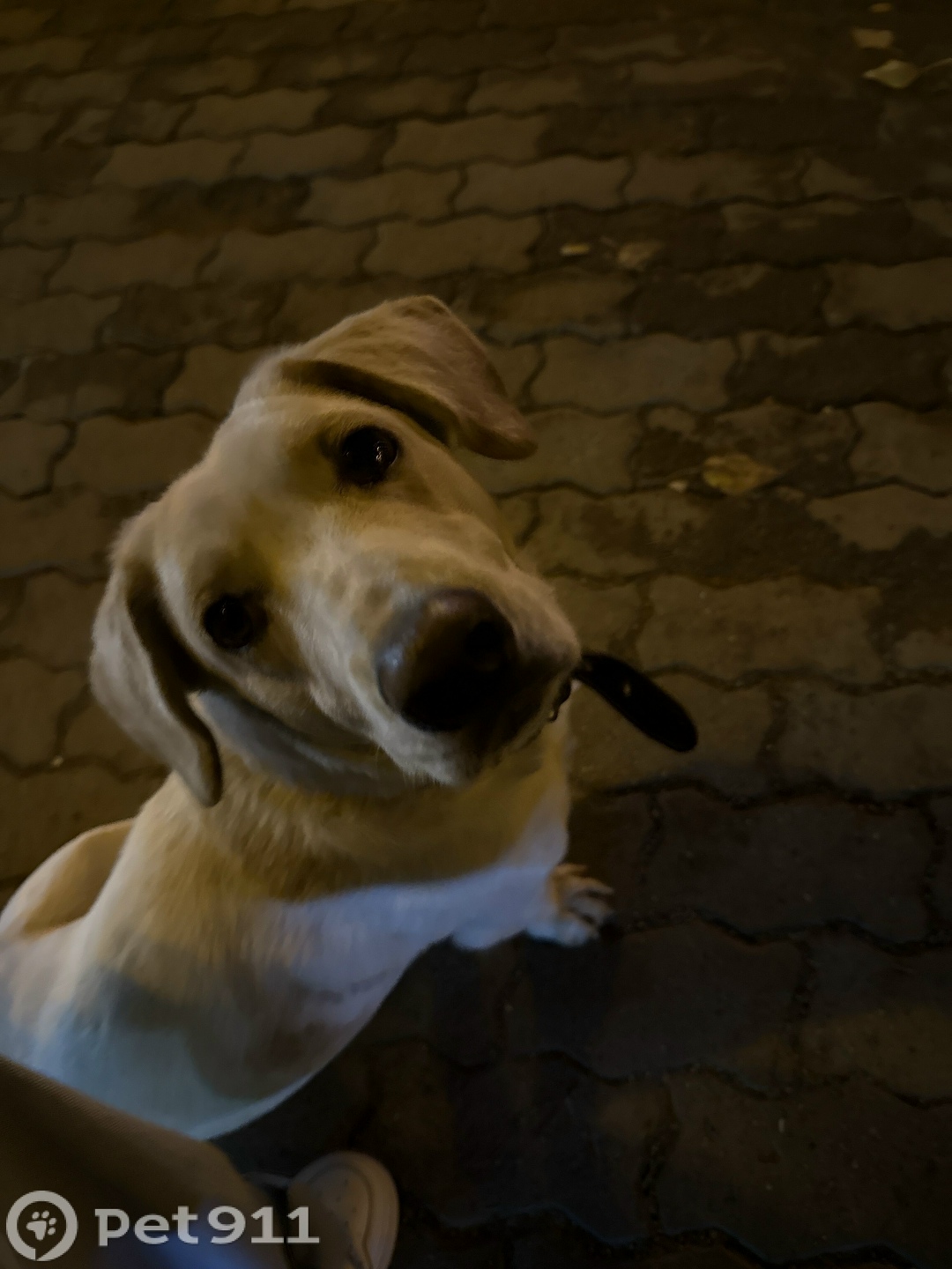 Найдена собака в Хабаровске — фото объявления