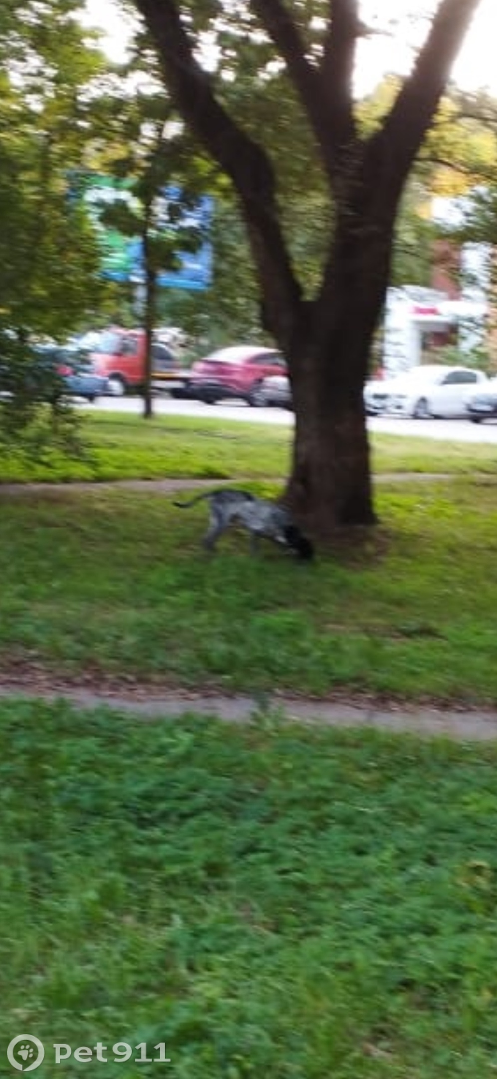 Найдена собака в Хабаровске — фото объявления