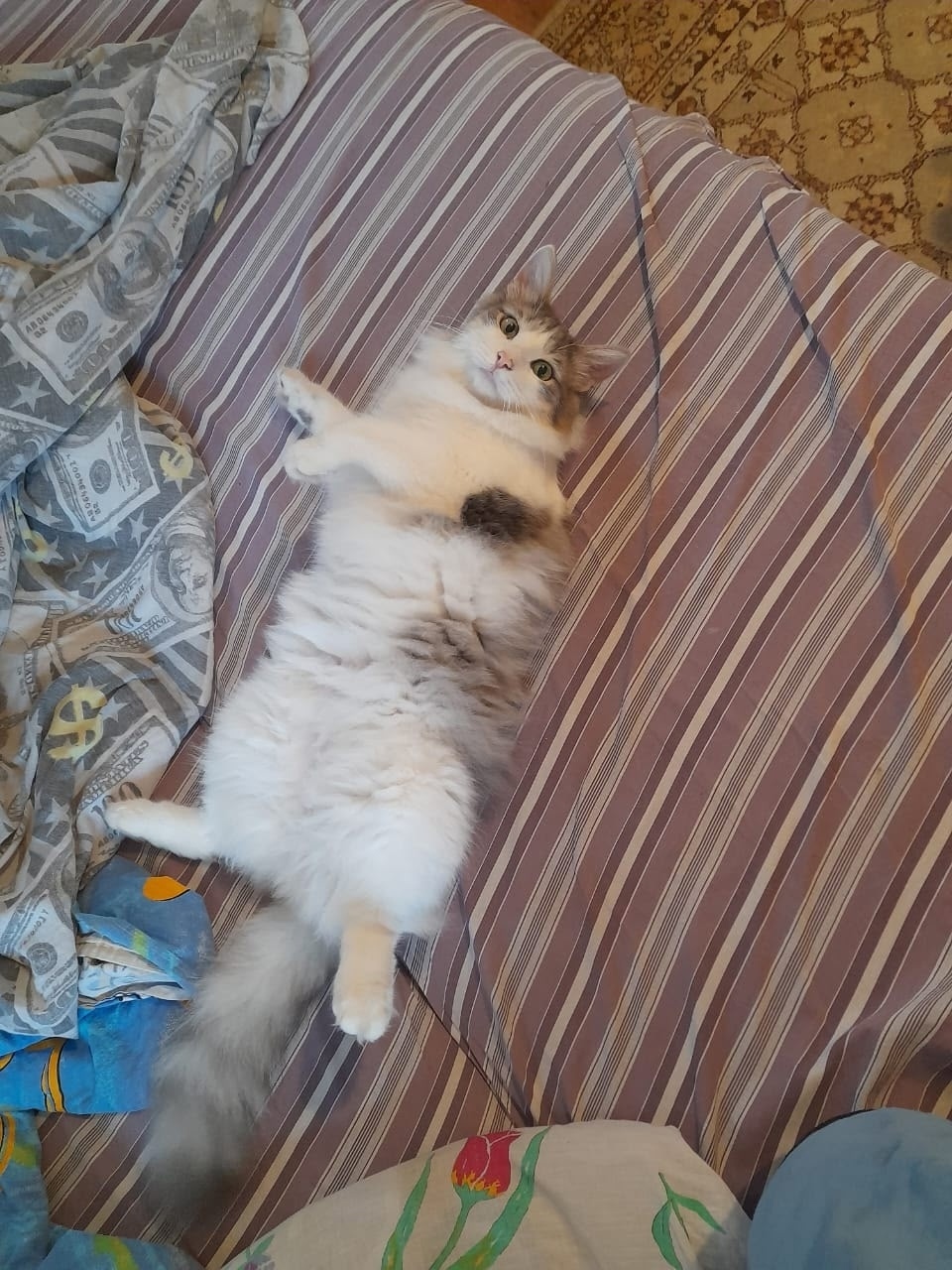 Найдена собака в Хабаровске — фото объявления