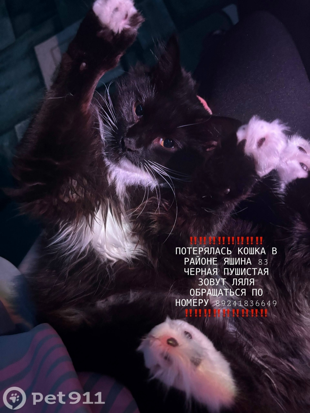 Пропала кошка в Хабаровске — фото объявления