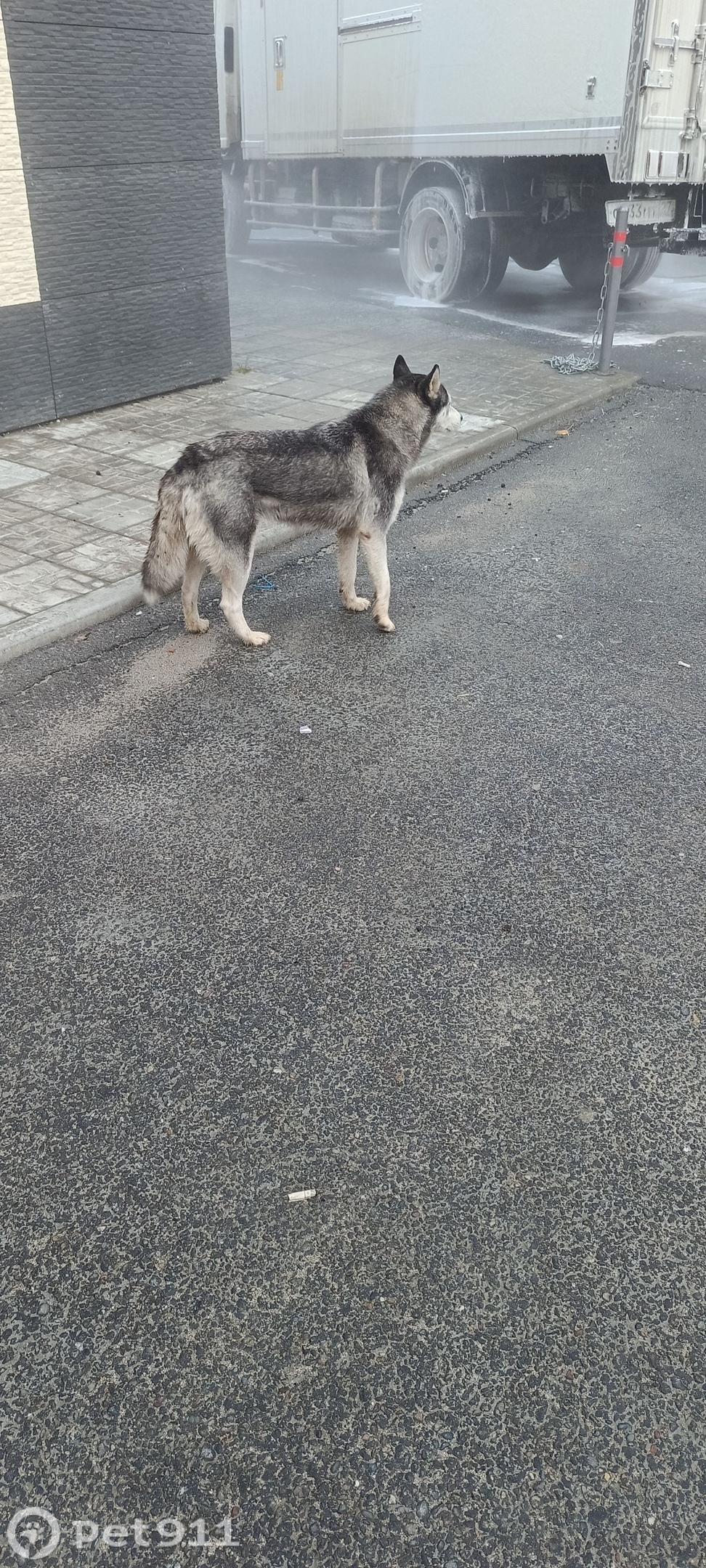 Найдена собака в Хабаровске — фото объявления
