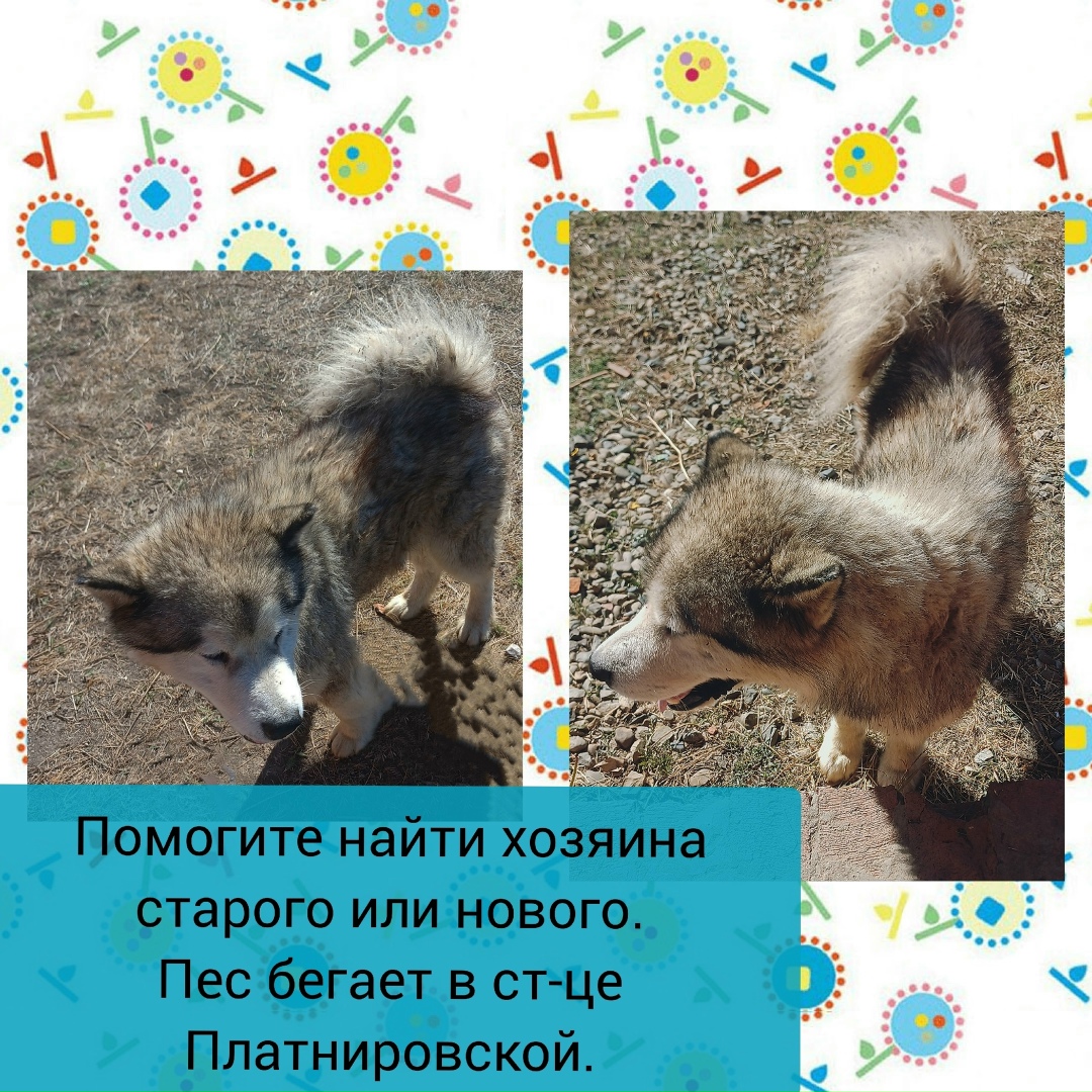 Найдена собака в Хабаровске — фото объявления