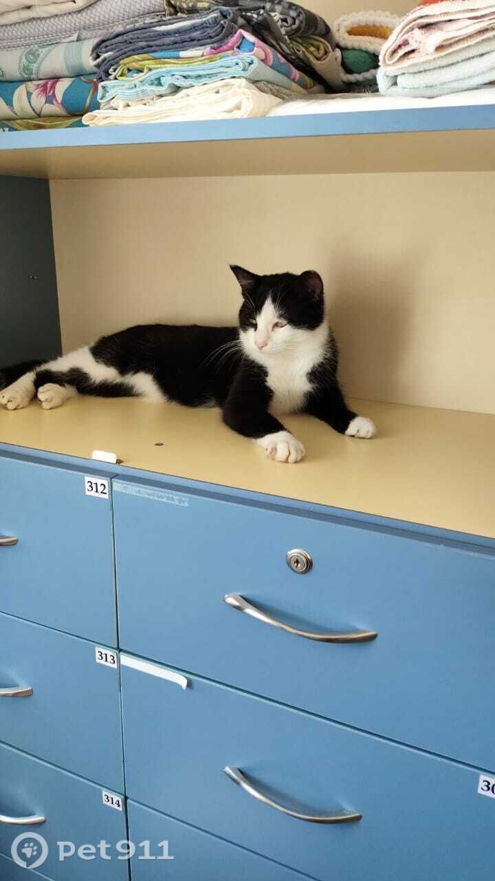 Пропала кошка в Хабаровске — фото объявления