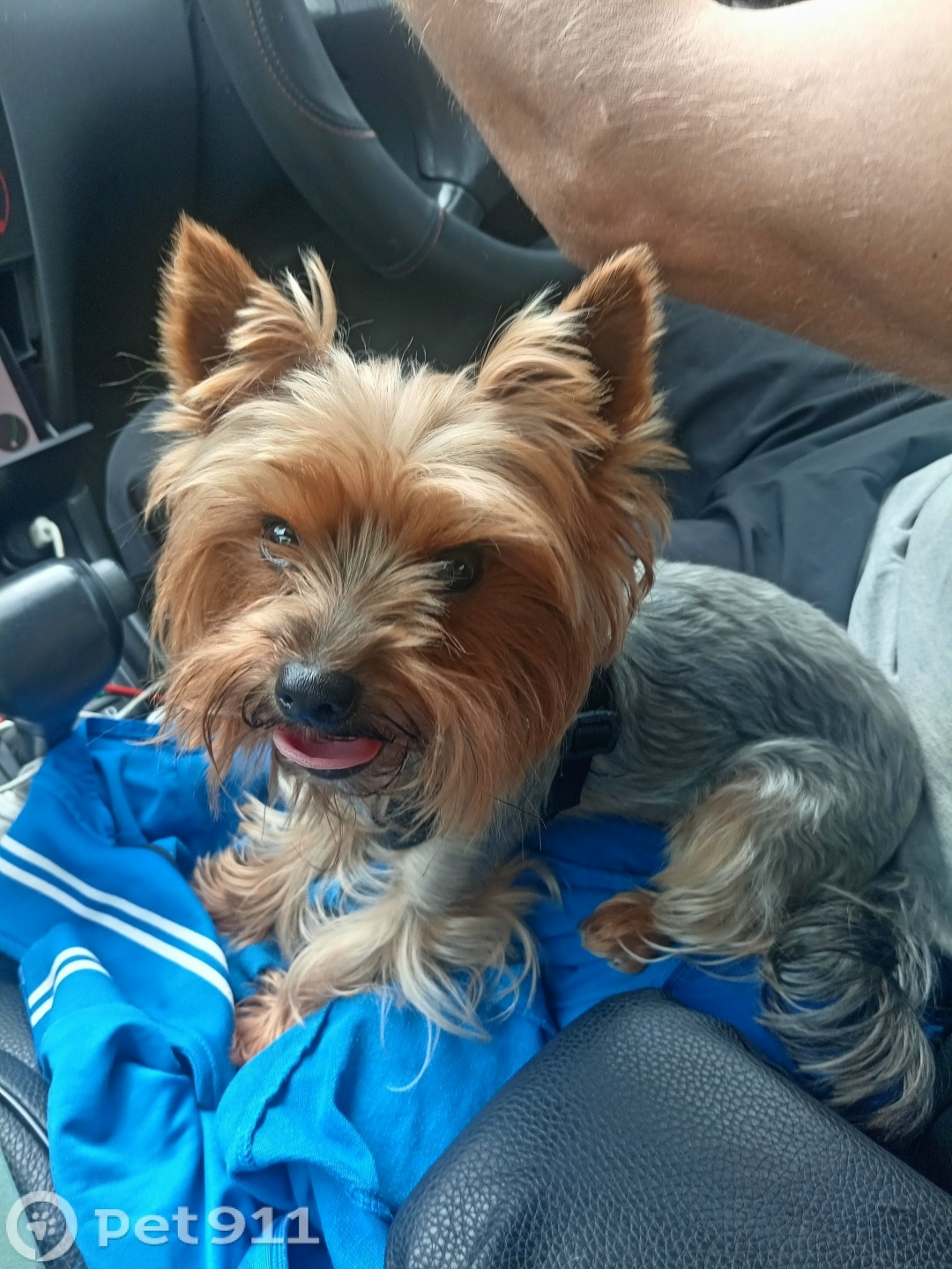 Пропала собака в Хабаровске — фото объявления