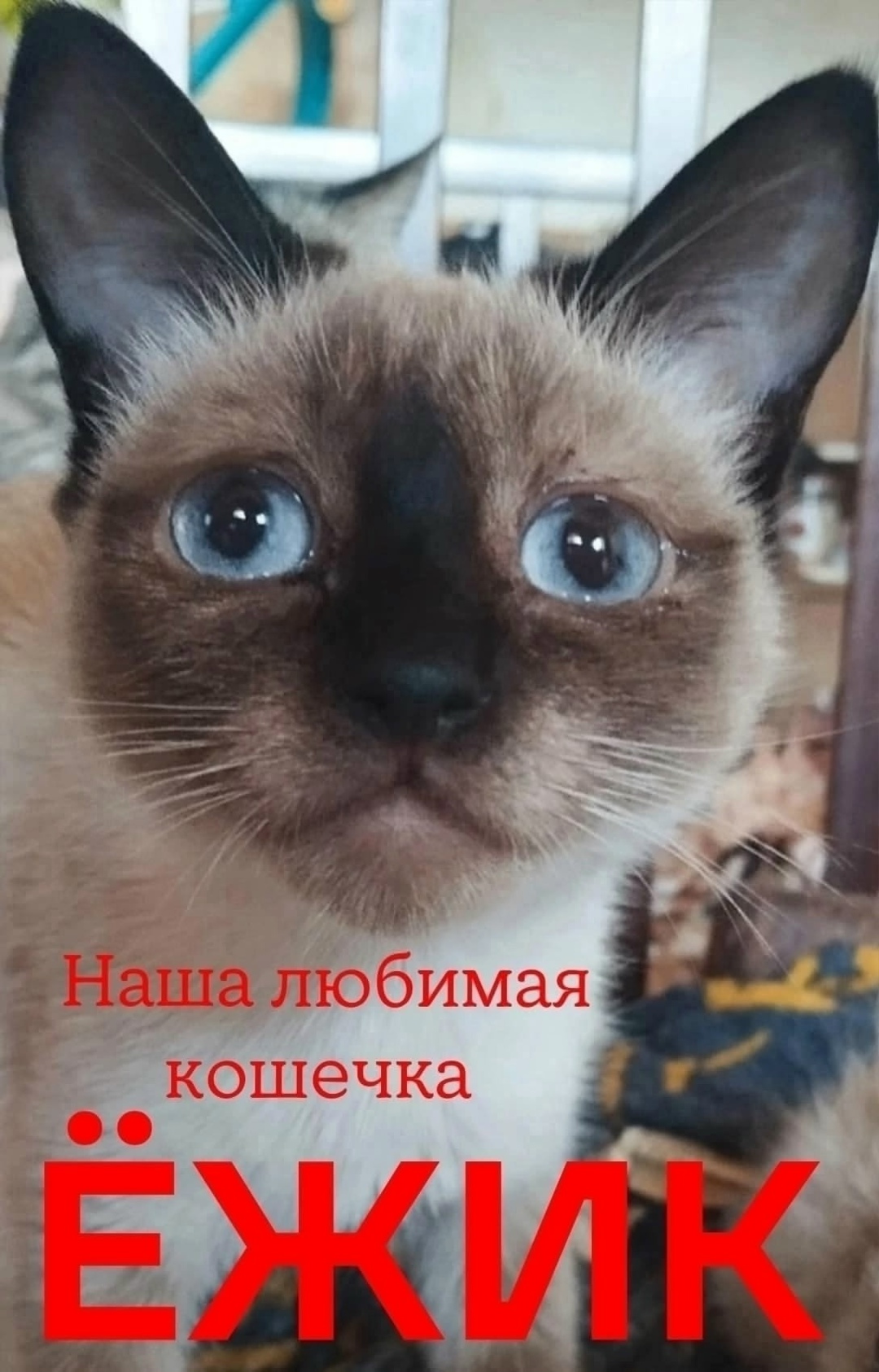 Найдена собака в Хабаровске — фото объявления