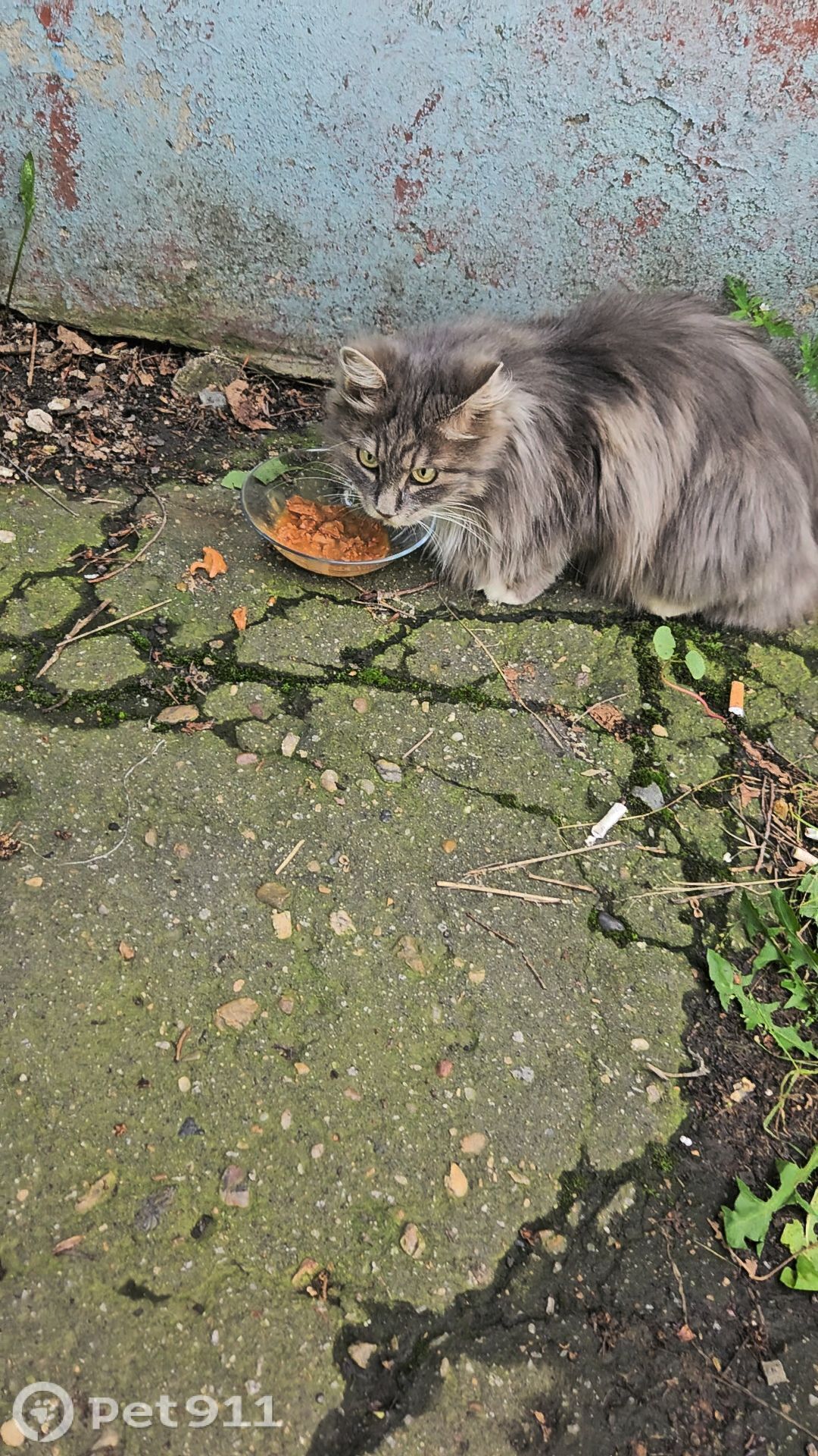 Найдена кошка в Хабаровске — фото объявления