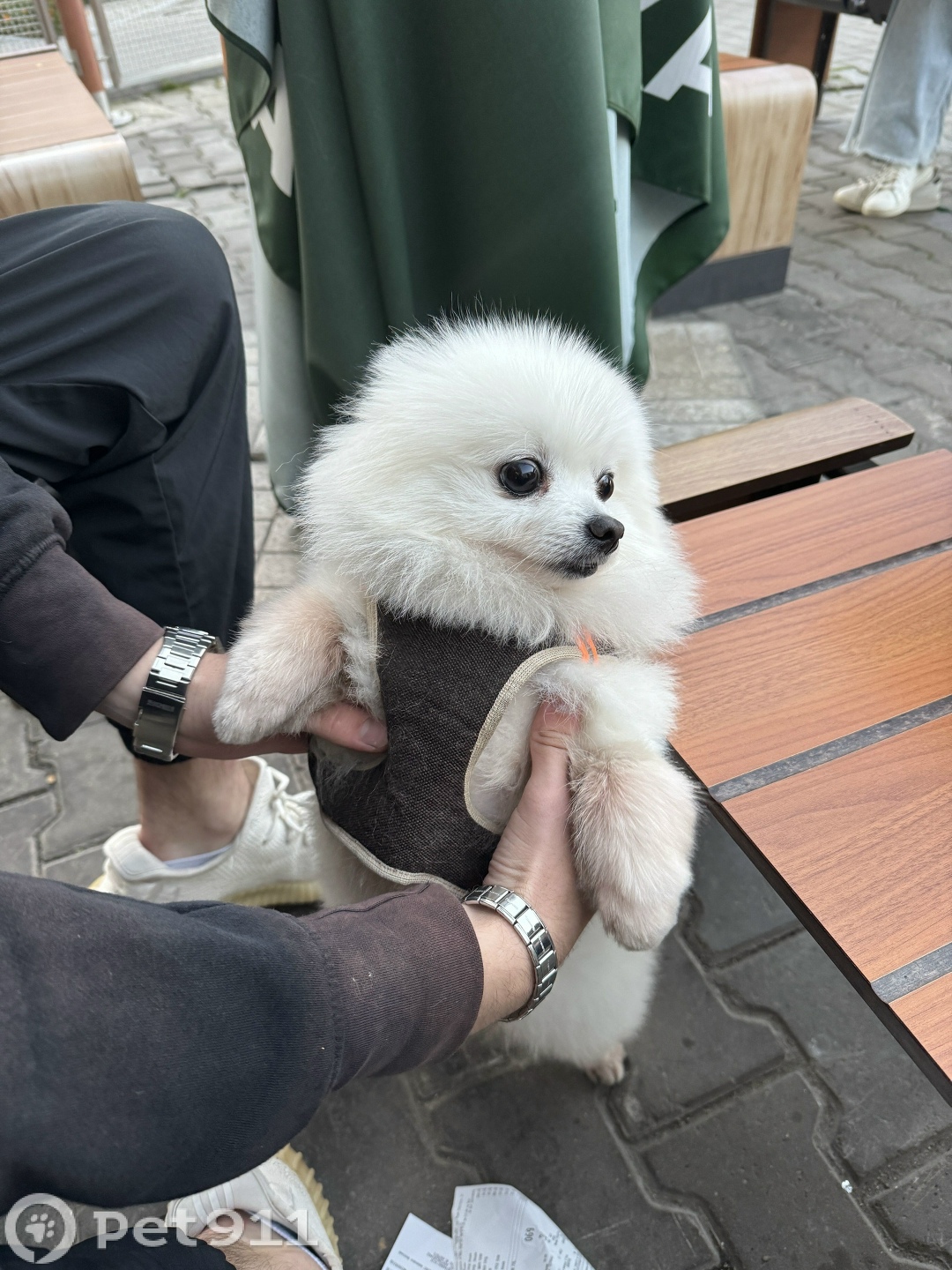 Найдена собака в Хабаровске — фото объявления