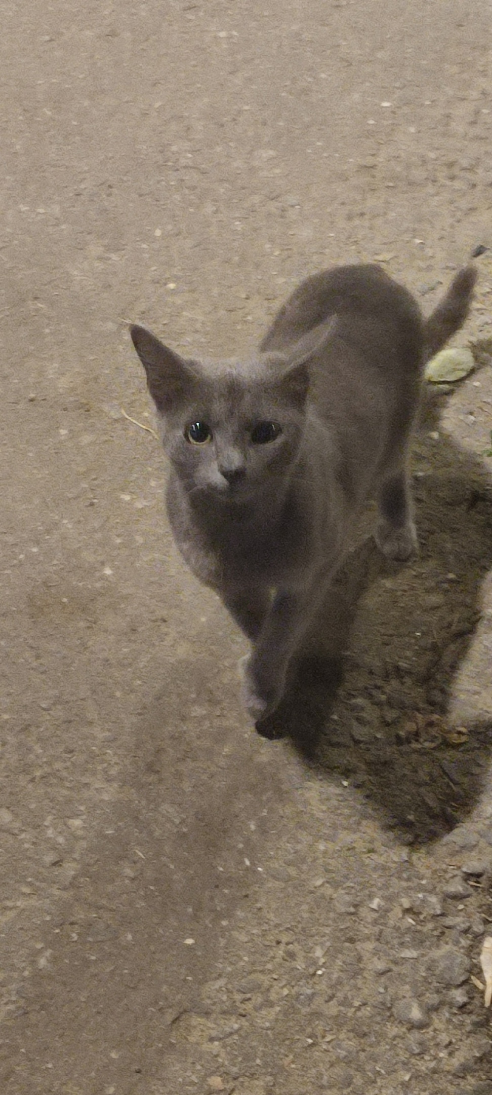 Найдена собака в Хабаровске — фото объявления