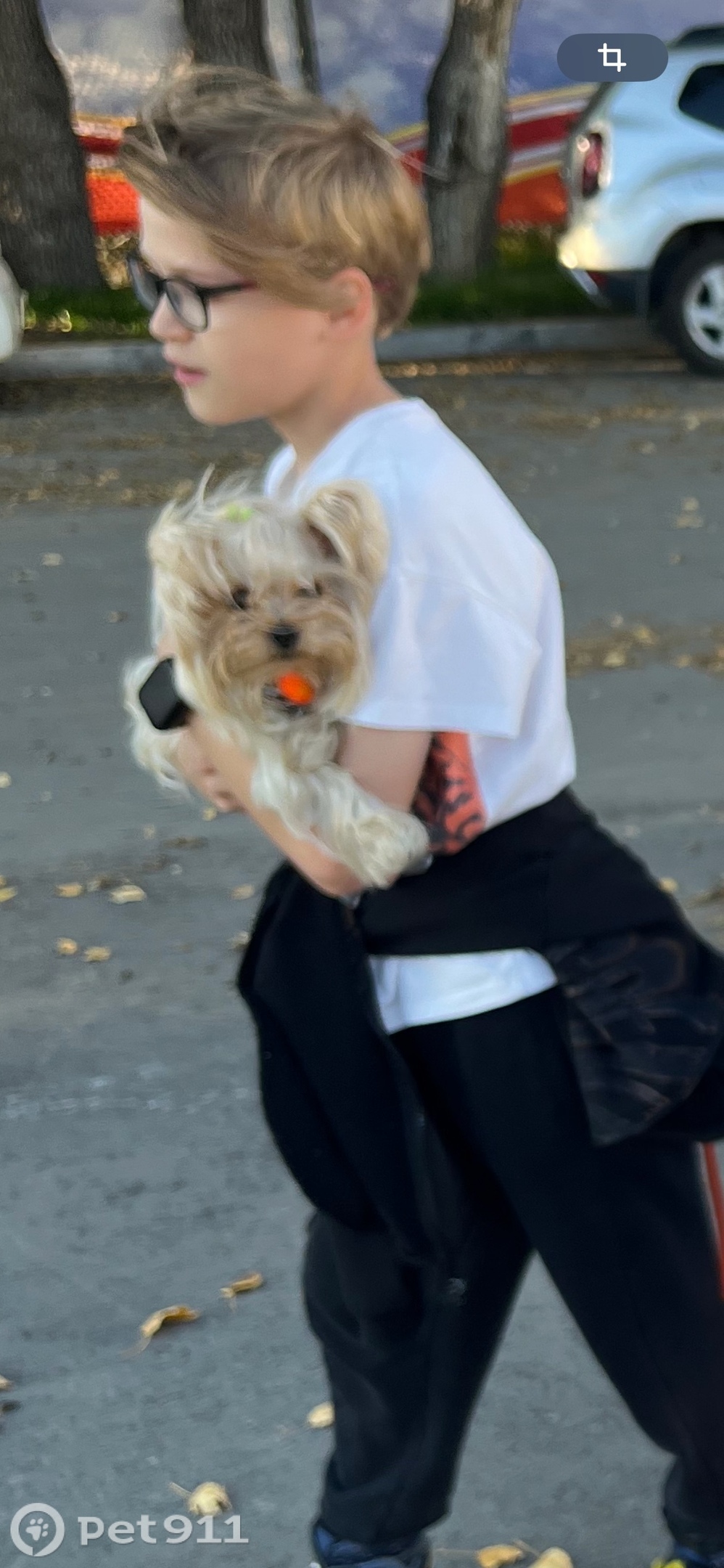 Пропала собака в Хабаровске — фото объявления